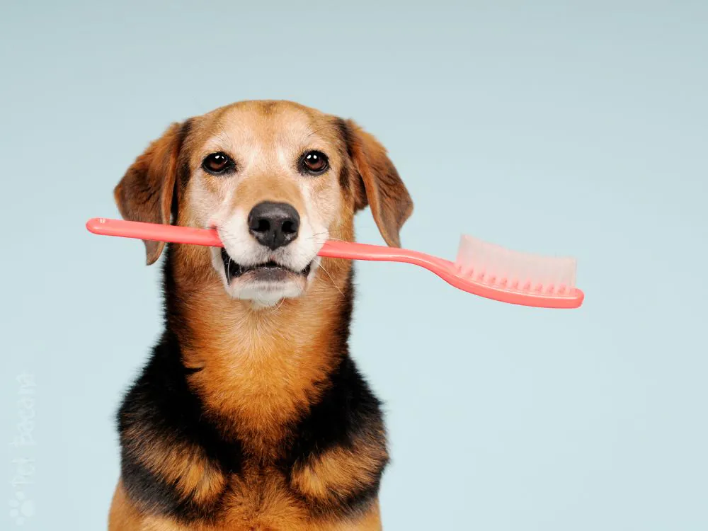 como escovar os dentes do cachorro corretamente