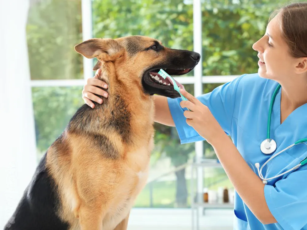 como escovar os dentes do cachorro corretamente
