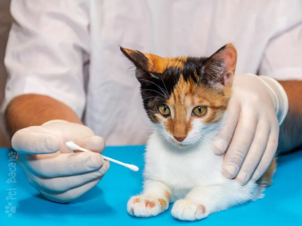 tratamento de fungos em gatos