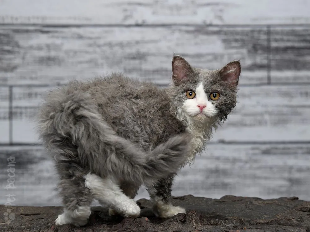 gato Selkirk Rex