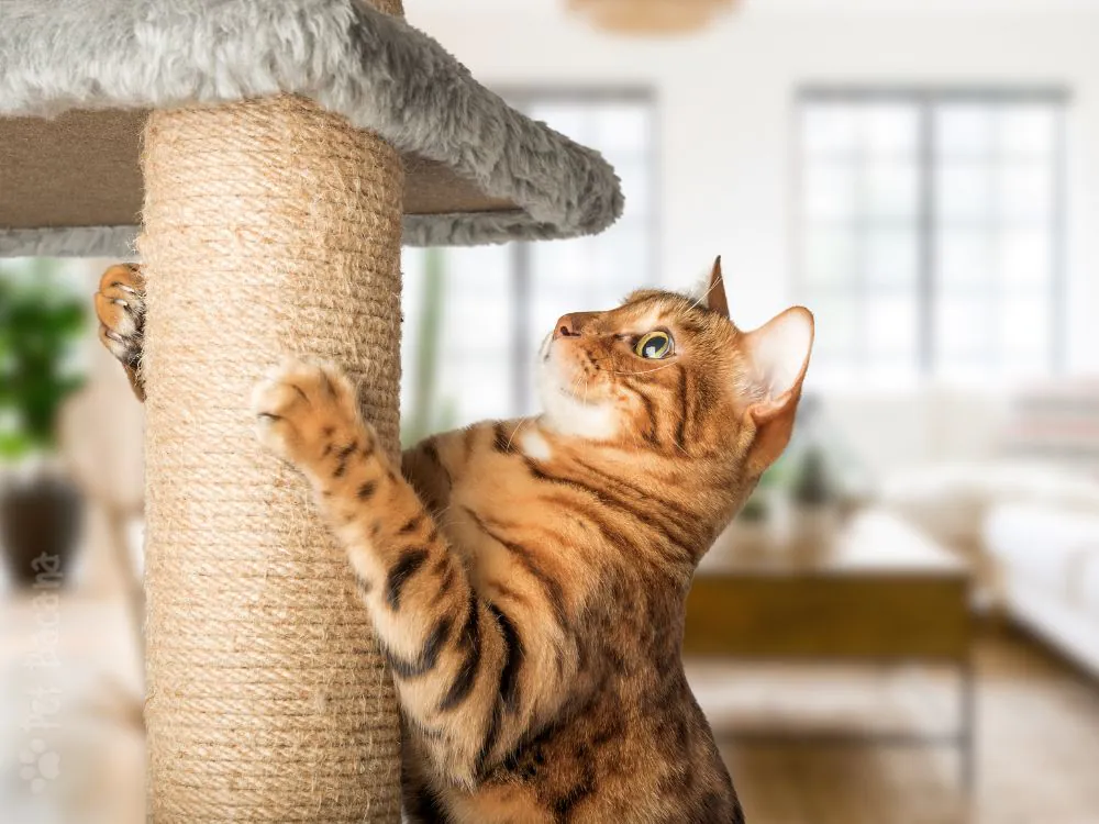 gato bengal