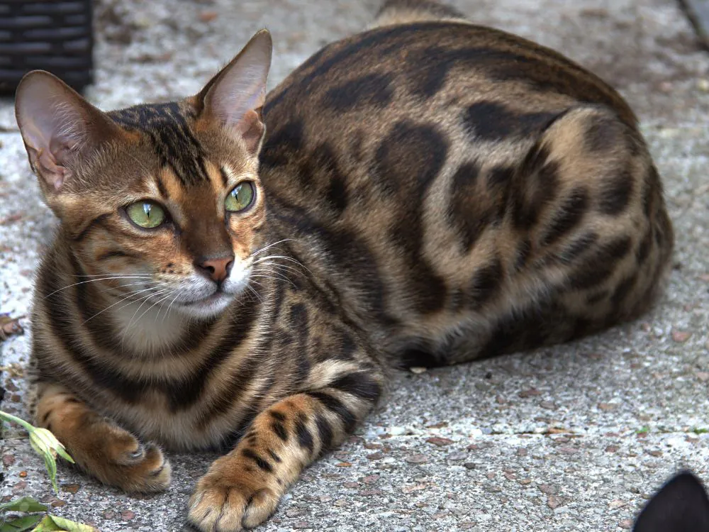 gato bengal
