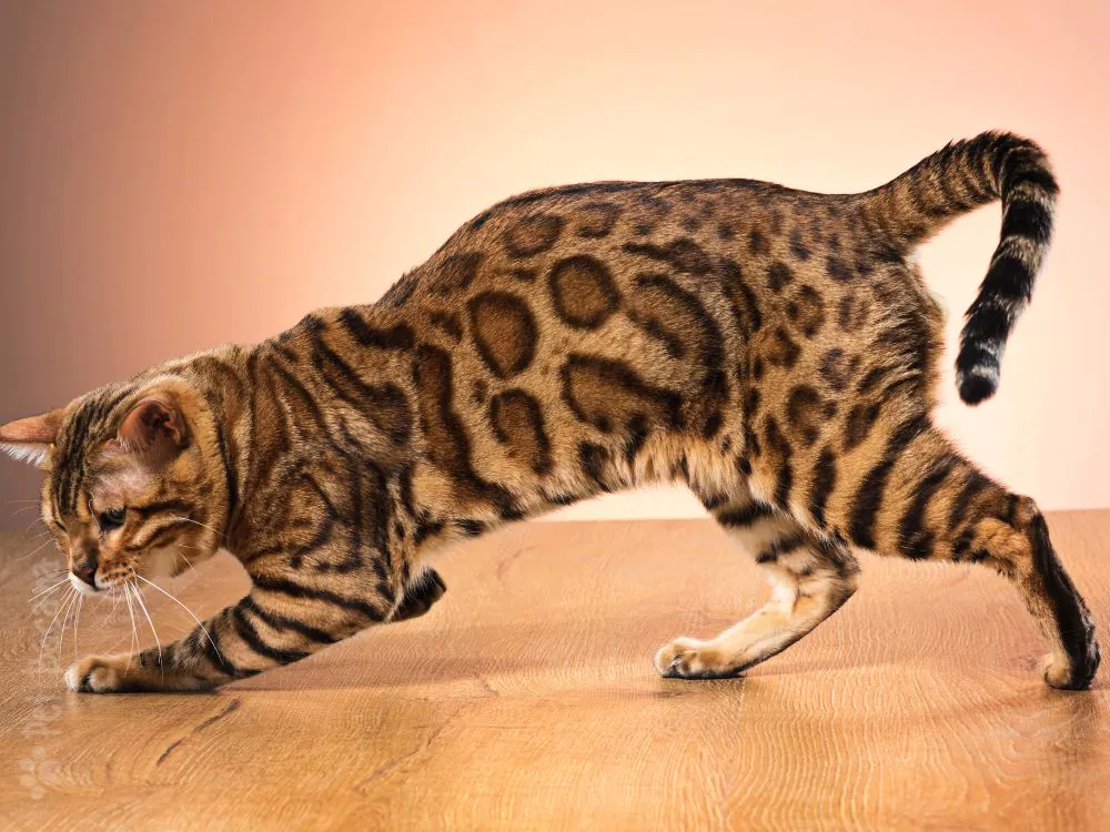 gato Bengal
