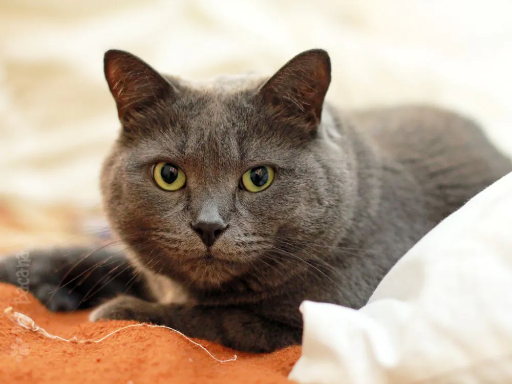 gato-chartreux-deitado