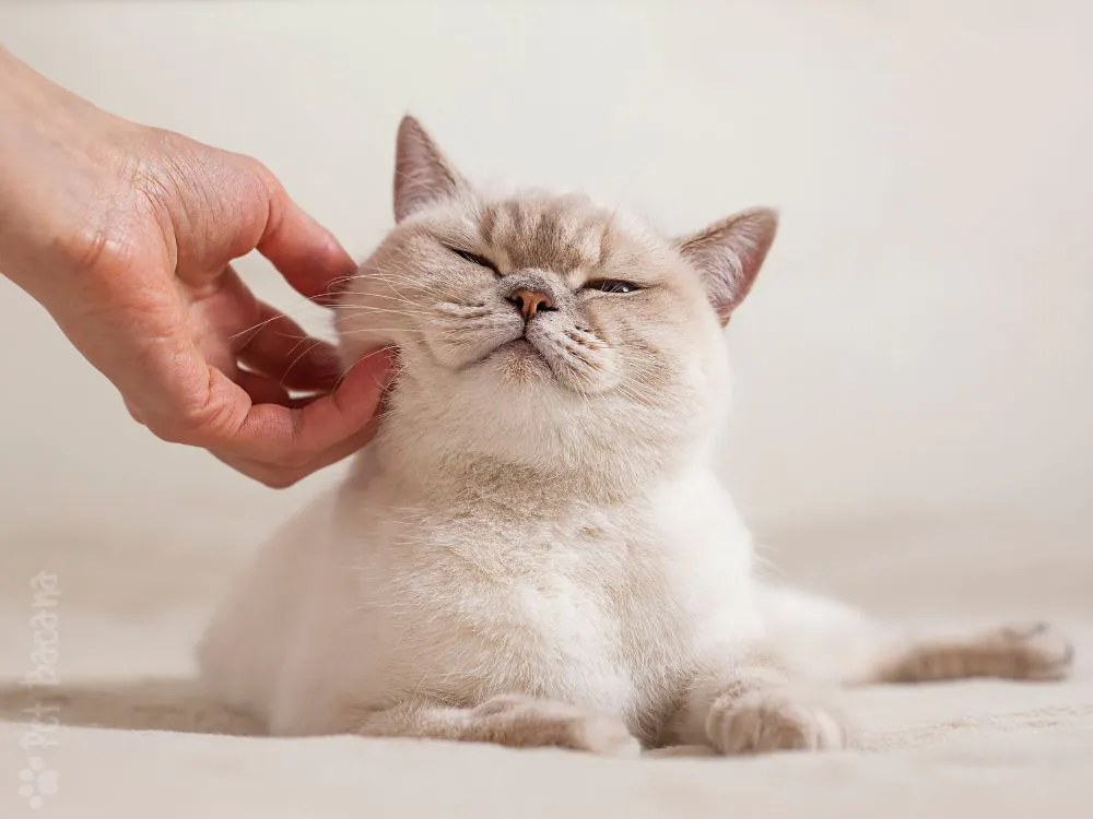 gato exótico