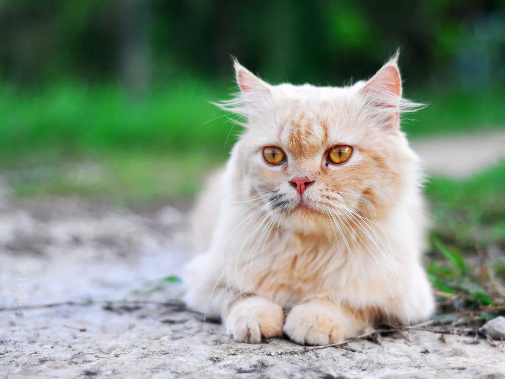 gato persa puro