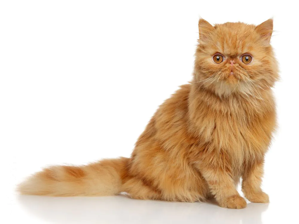 gato persa puro