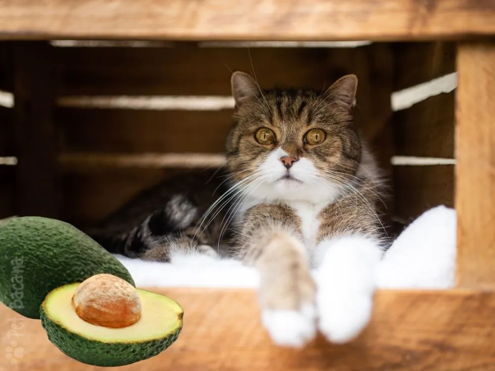 gato e alimentação saudável
