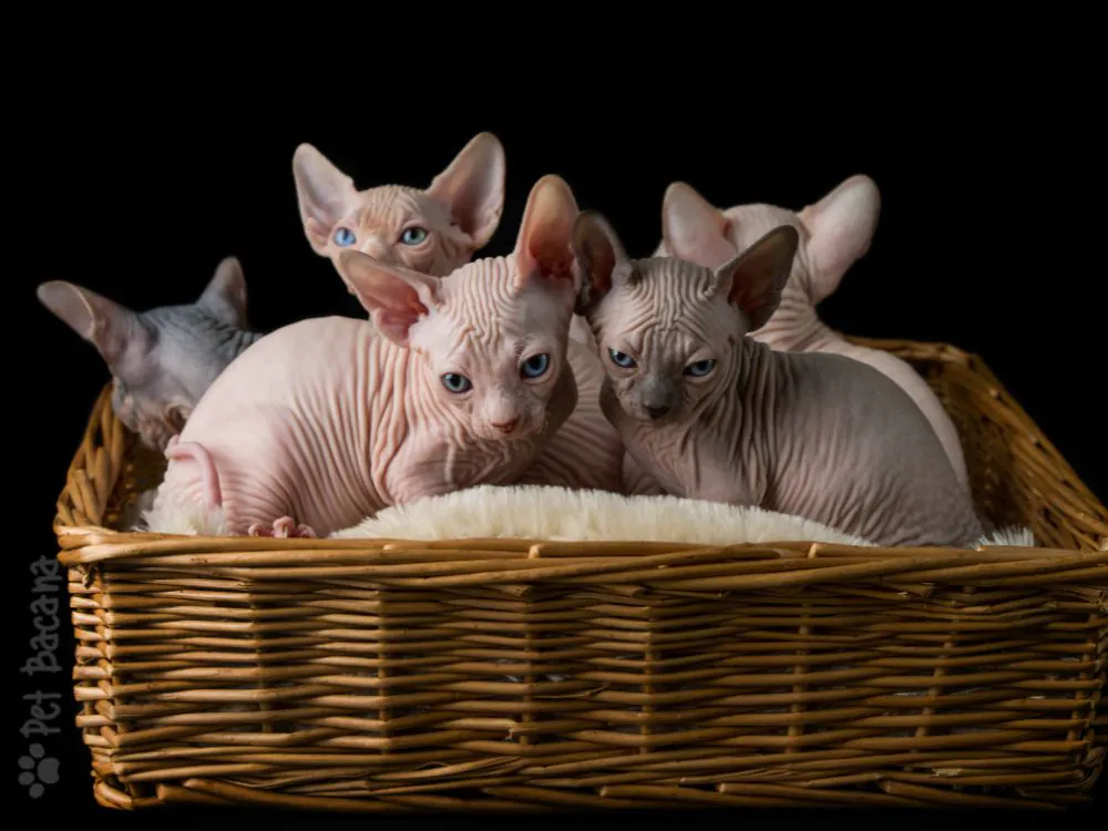 gato raça sphynx