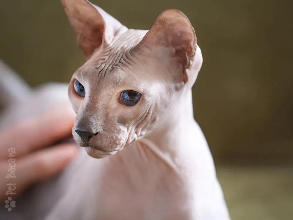 gato raça sphynx