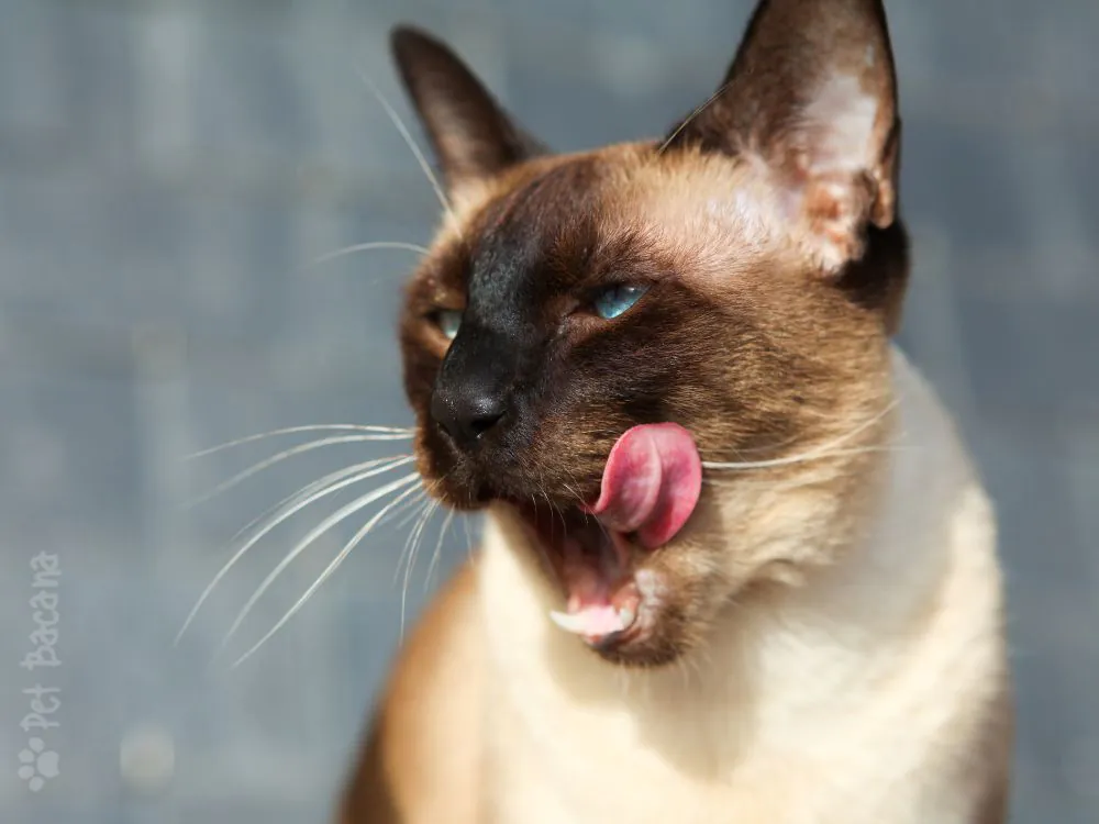 gato siames raça