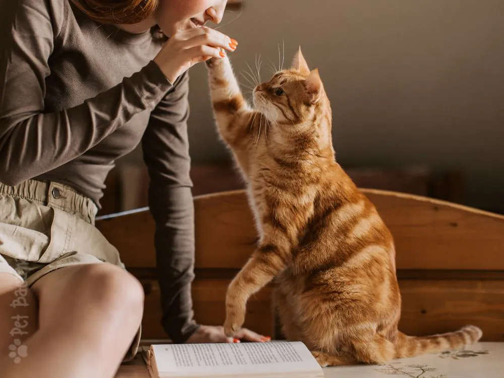 gatos sentem falta dos tutores