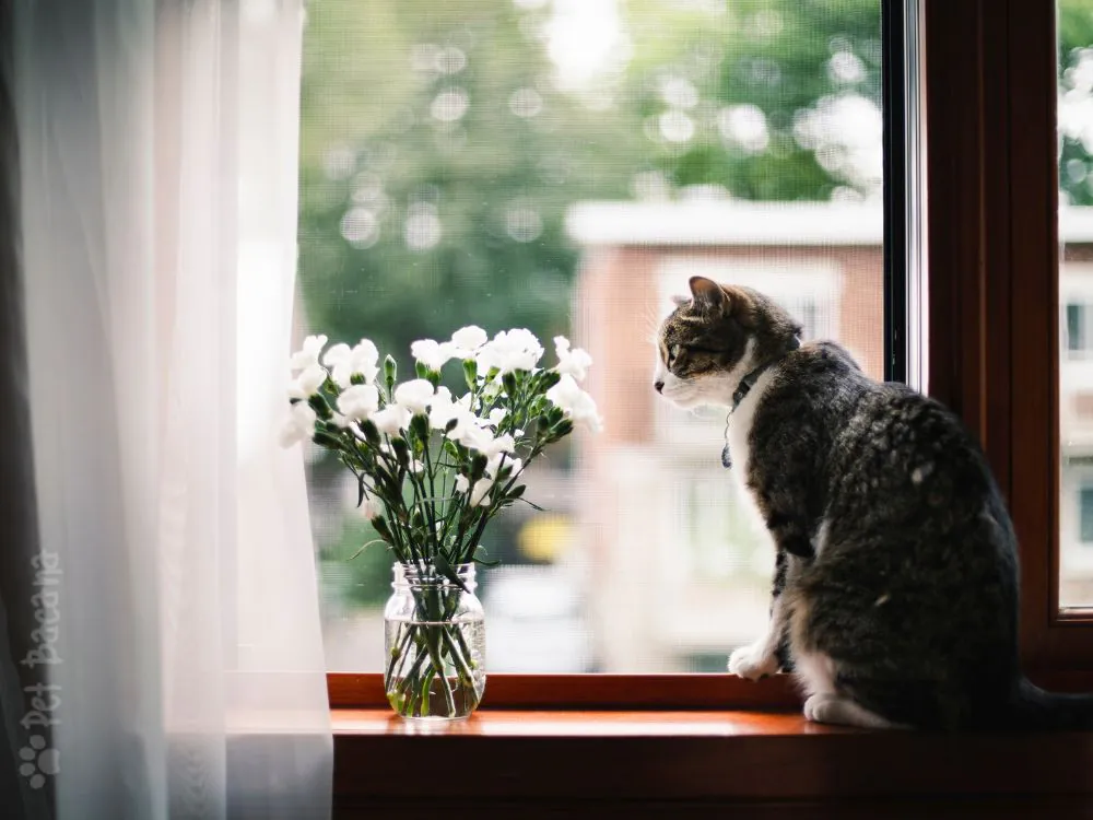gatos sentem falta dos tutores