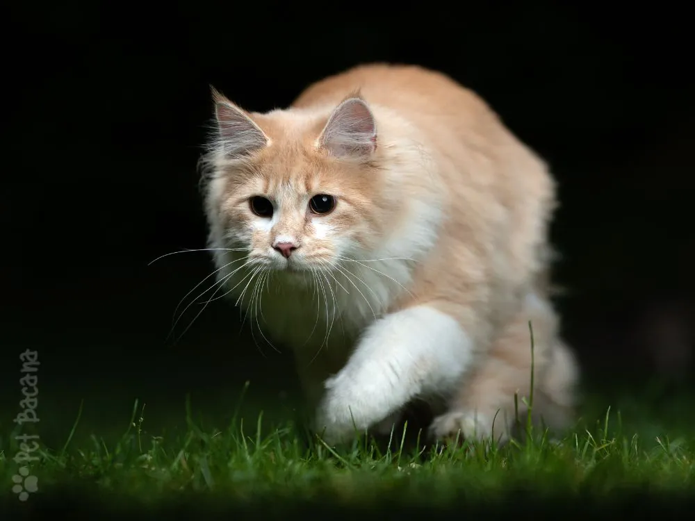 hiperatividade dos gatos durante a noite