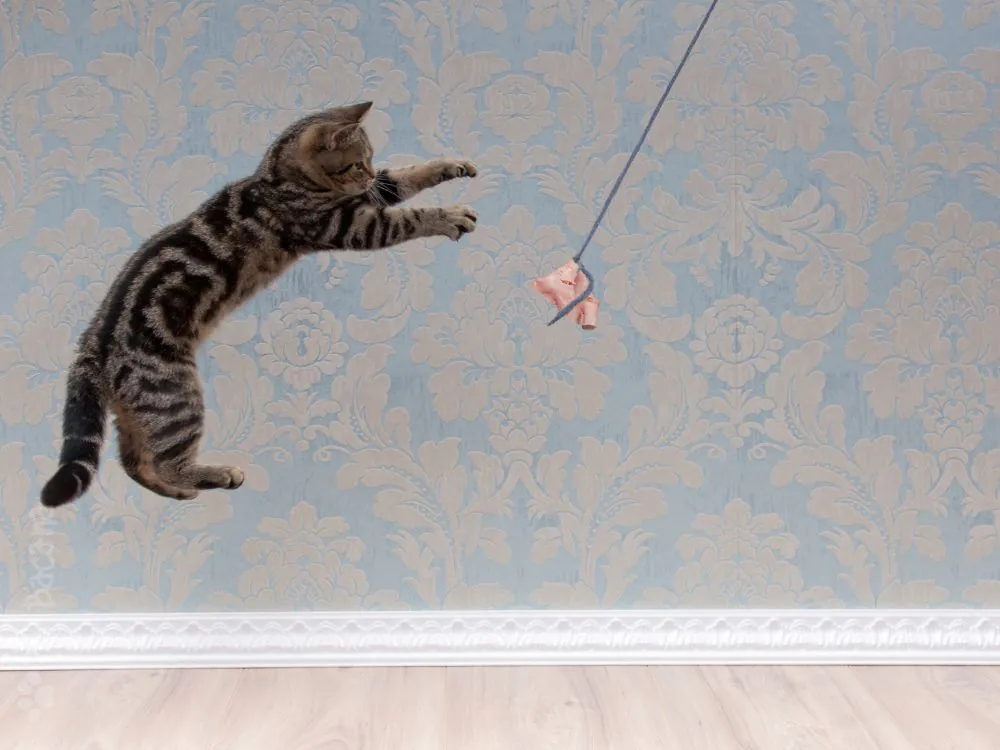 hiperatividade dos gatos durante a noite
