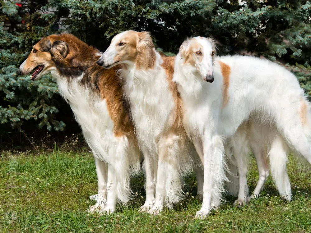 cão de grande porte Borzoi.