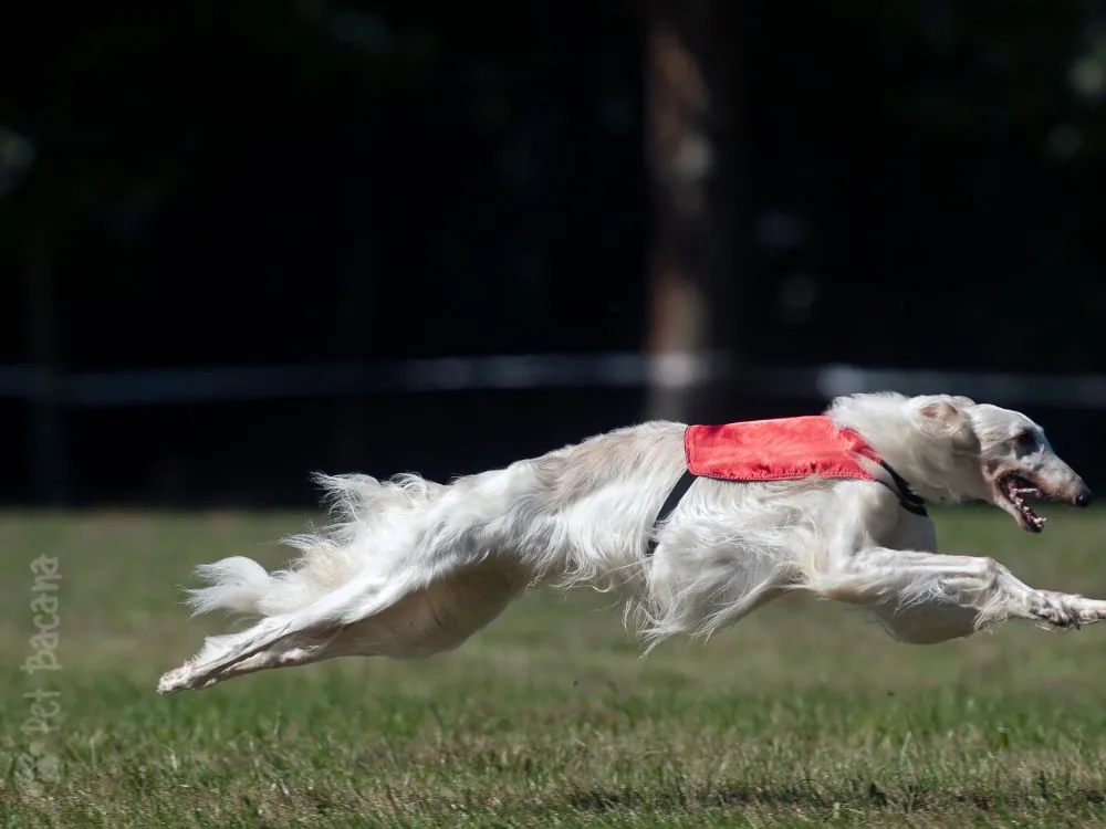 Raça borzoi sua agilidade impressiona