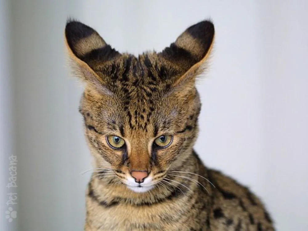 raça de gato ashera