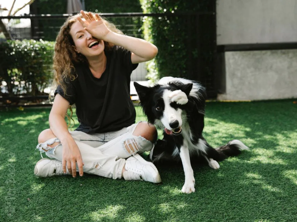 Border Collie com seu tutor