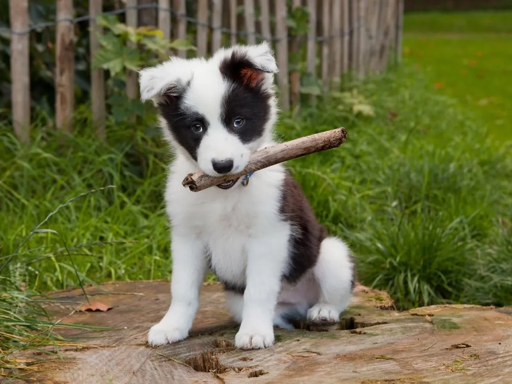 Border Collie filhote