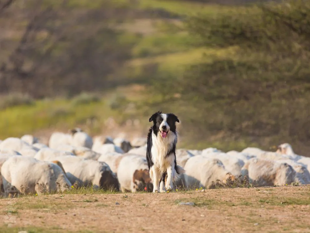 Border Collie instintode pastoreio