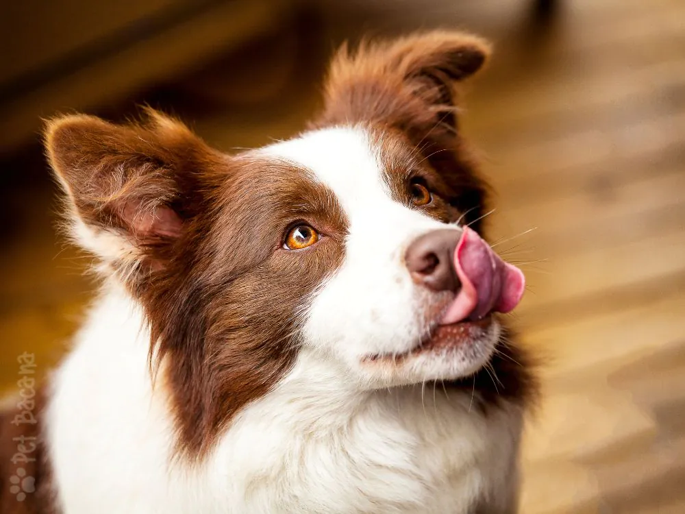 Border Collie mostrando a língua
