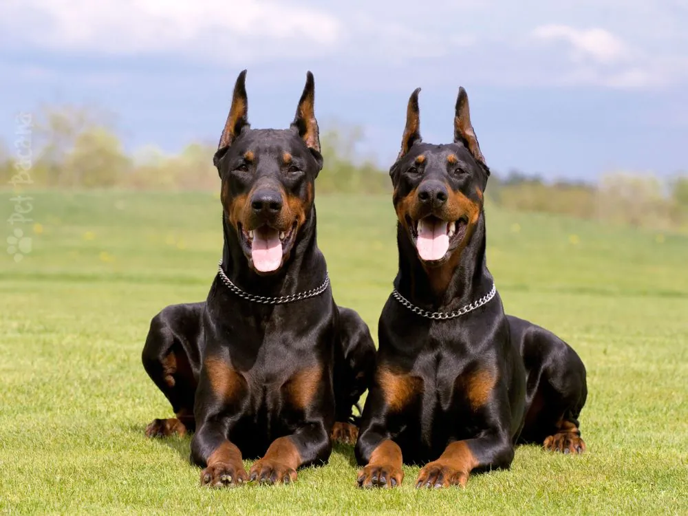 Doberman Alemão dupla deitada na grama