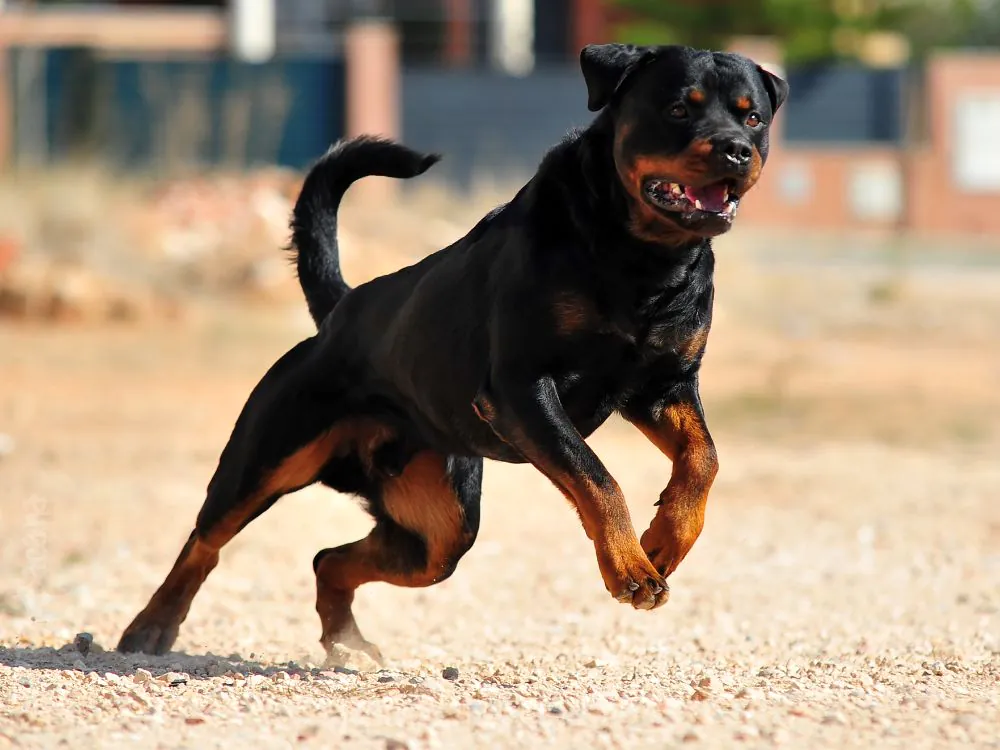 Rottweiler correndo