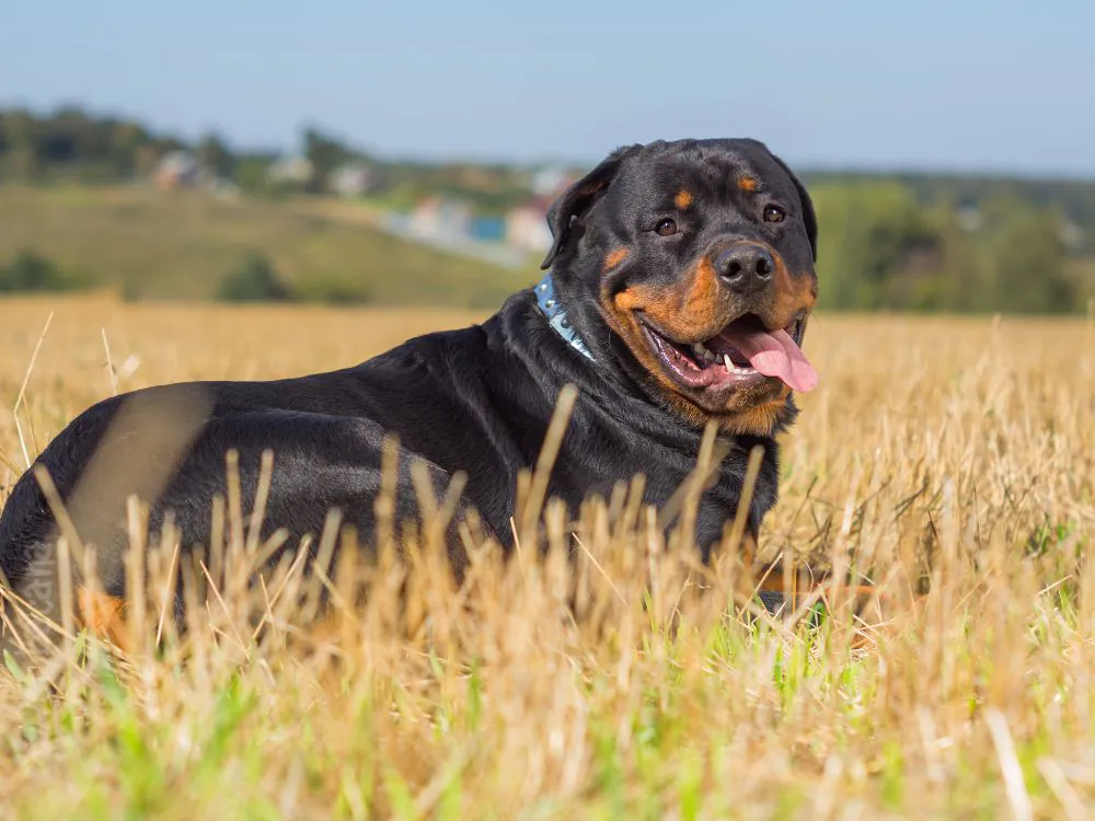 Rottweiler deitado
