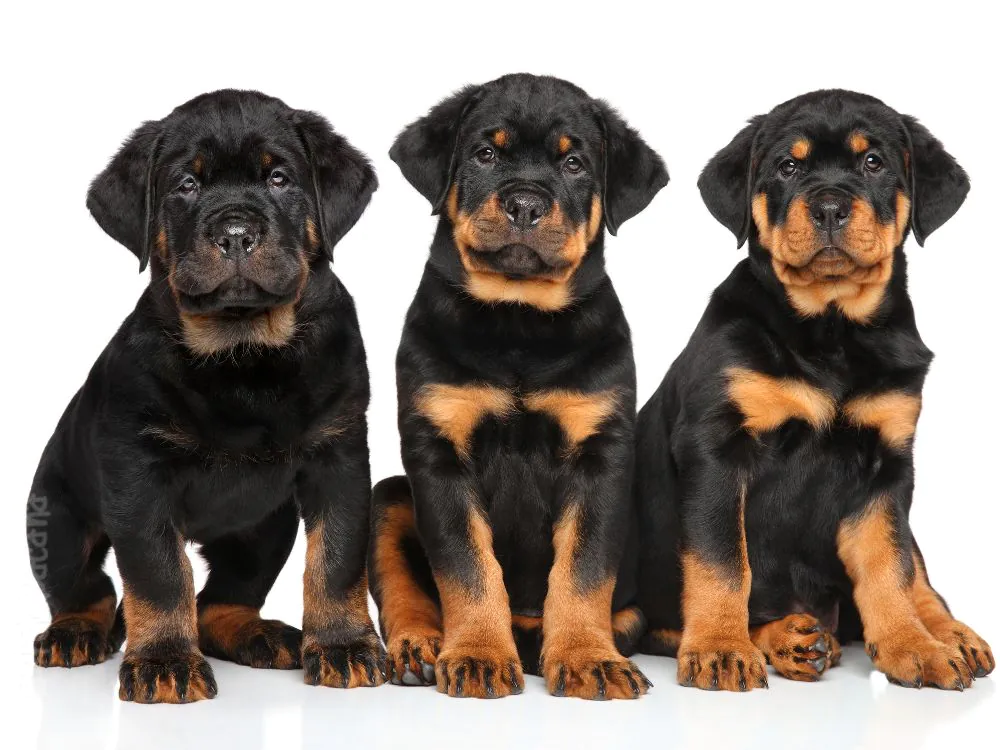 Rottweiler filhotes sentados