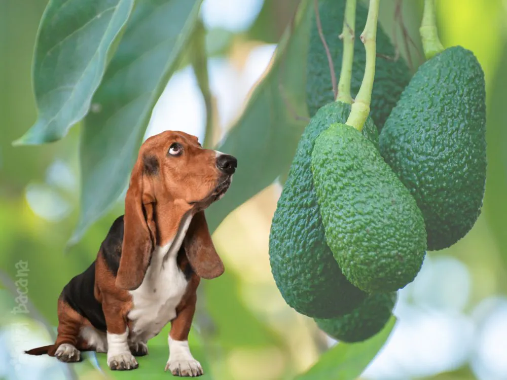 cachorro pode comer frutas e legumes