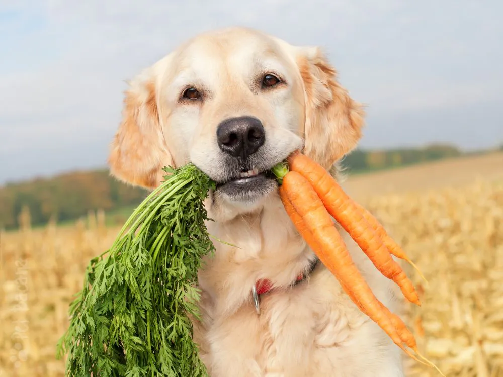 cachorro pode comer frutas e legumes