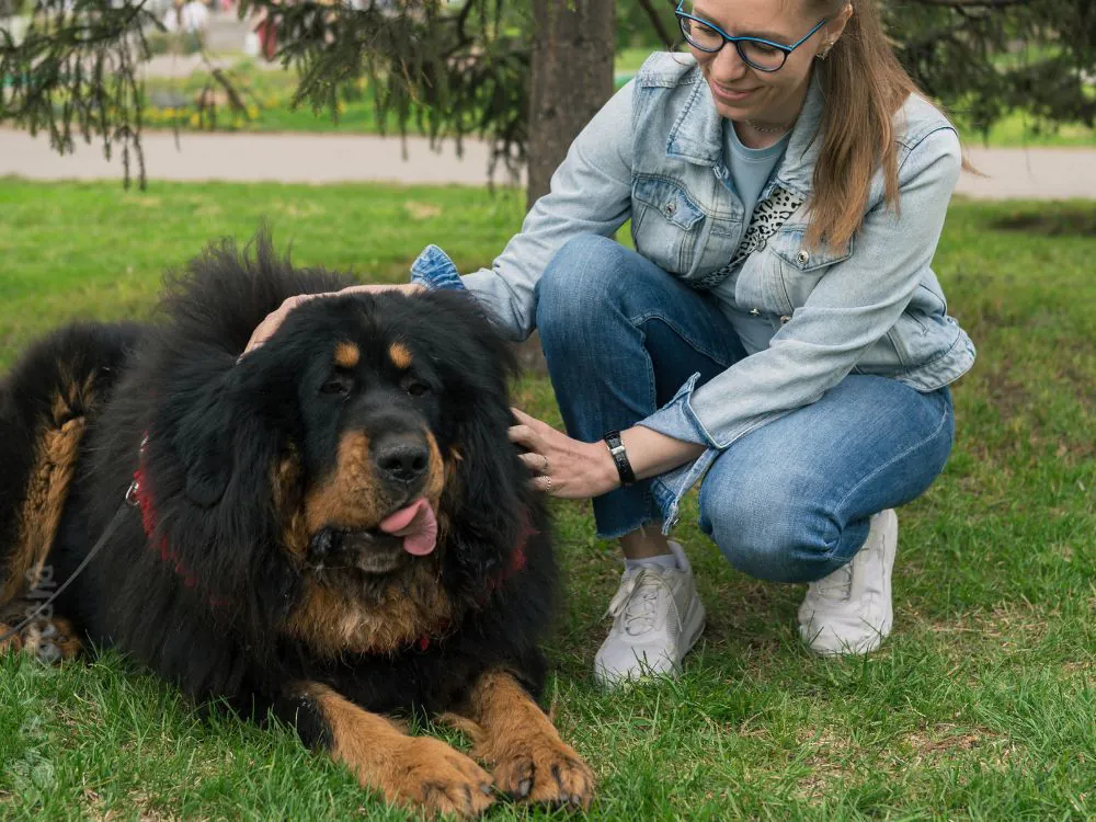 mastim tibetano o cachorro mais caro do mundo com sua tutora