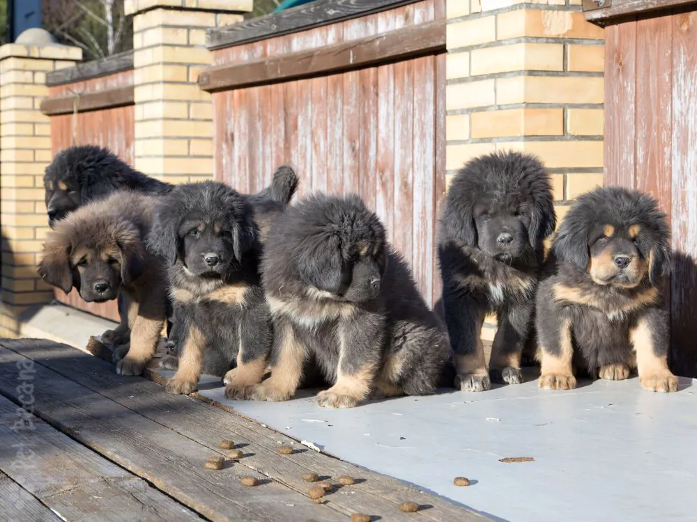 Filhotes de martim Tibetano o cachorro mais caro do mundo