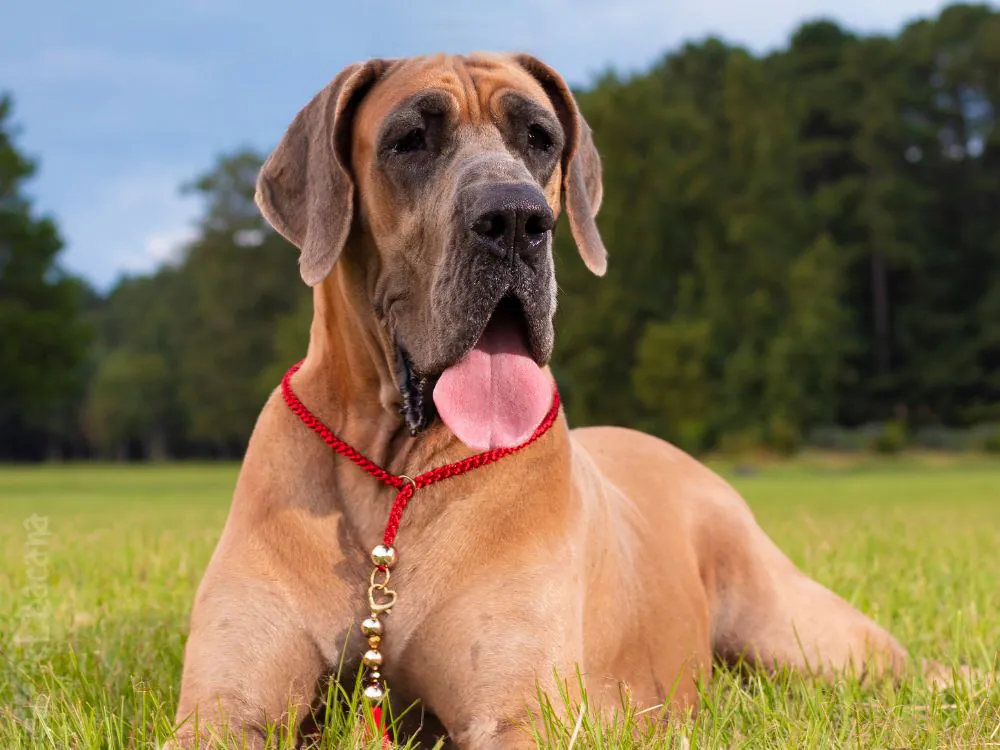 Dogue Alemão deitado na grama