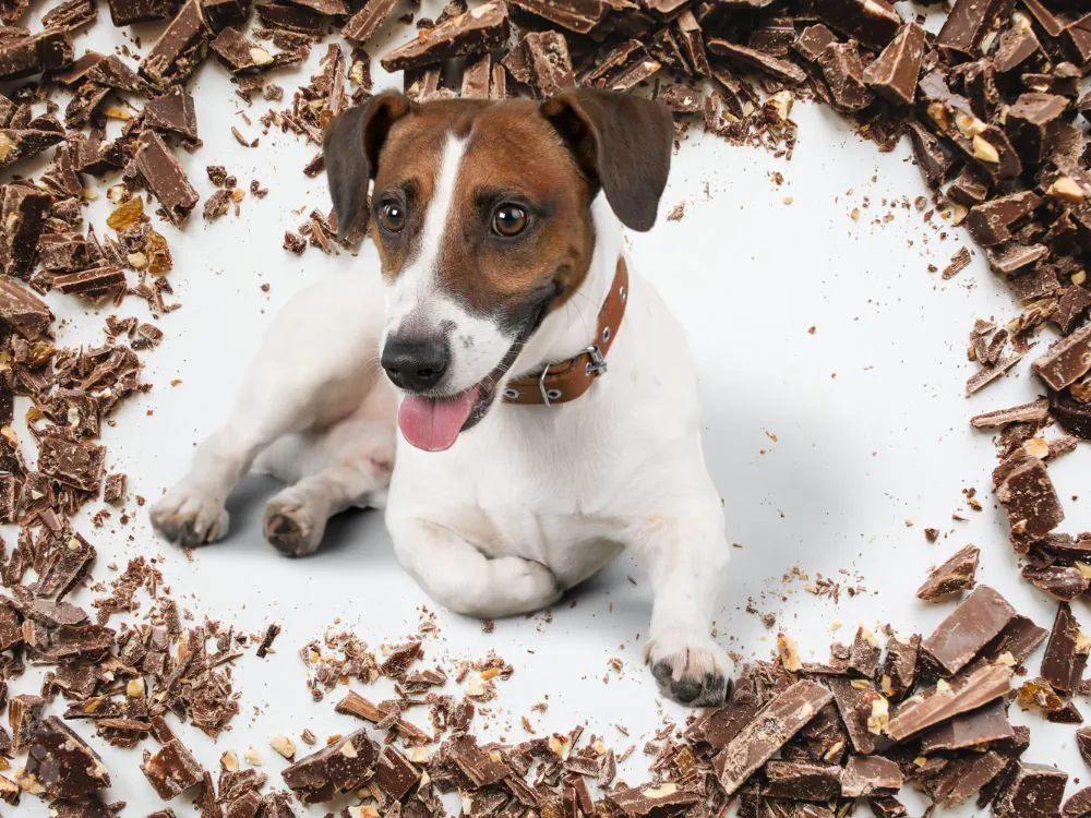 cachorro pode comer frutas e legumes