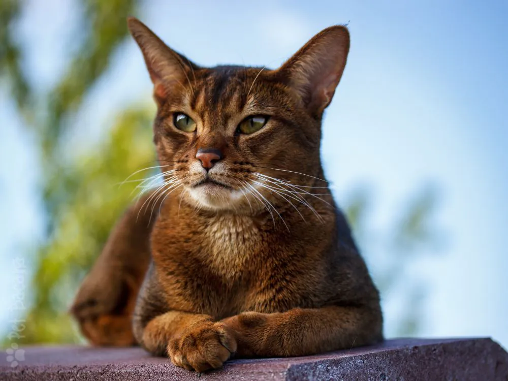 gato abissínio deitado