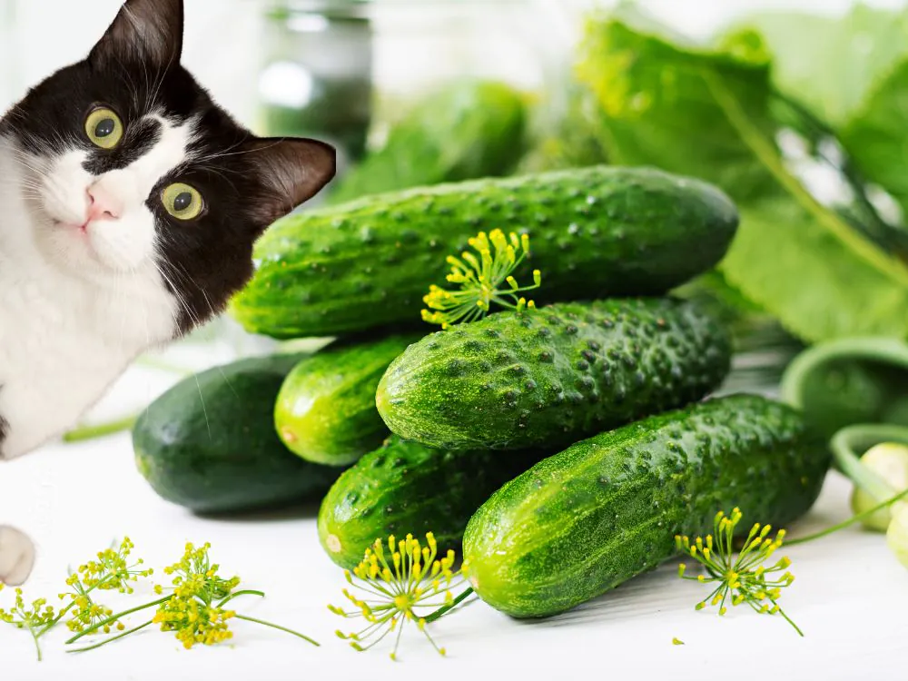 Por que os gatos têm medo de pepino
