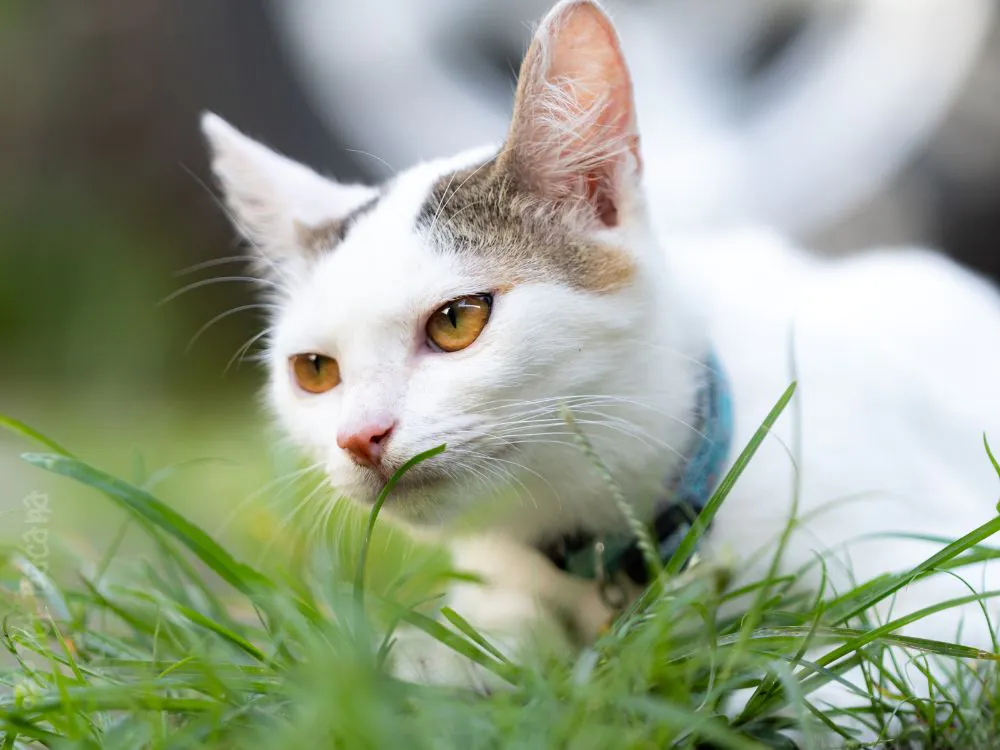 idade do meu gato