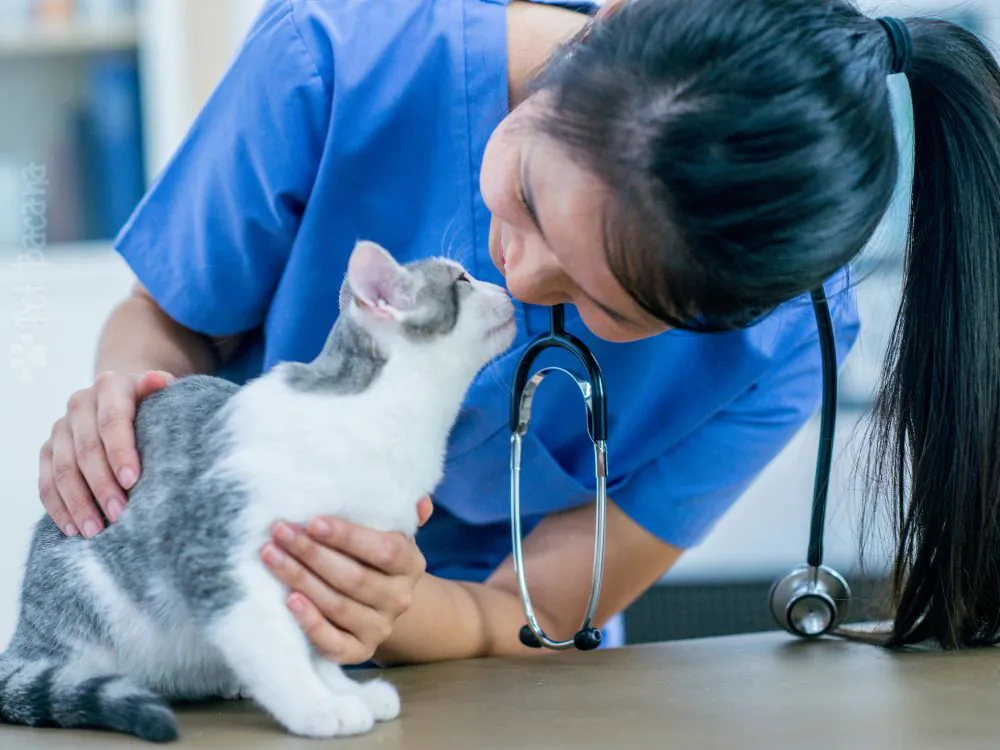 insuficiência renal em gatos sendo cuidado com amor