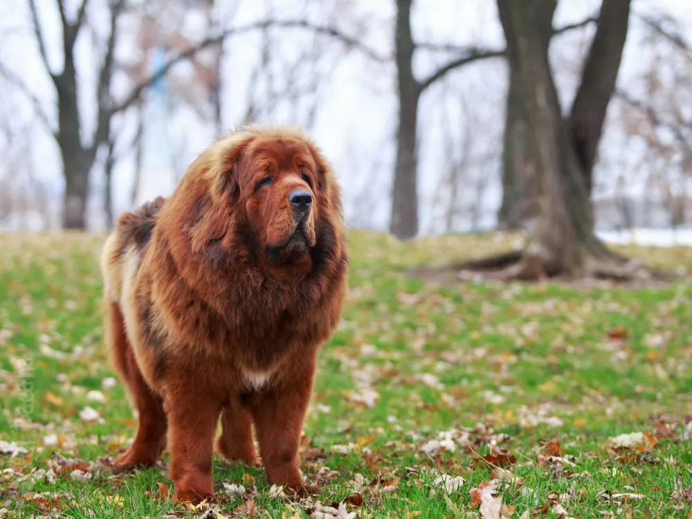 Mastim Tibetano o cachorro mais caro do mundo