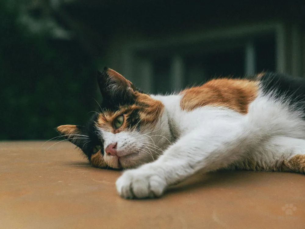 gato deitado com dificuldade de urinar