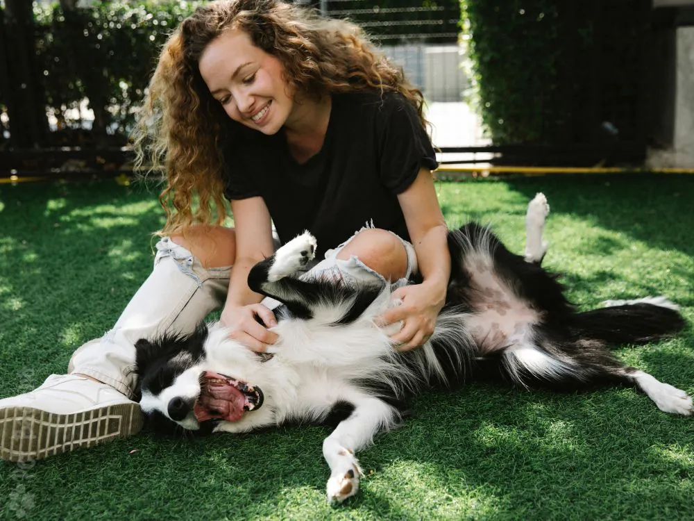 como o cachorro escolhe sua pessoa favorita